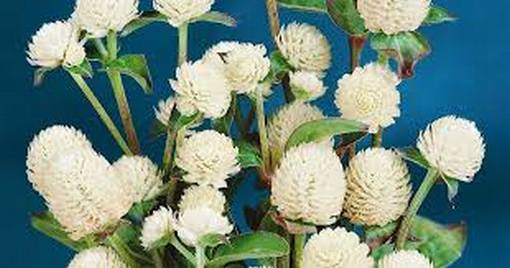 Wiecznik Gomfrena biały Gomphrena globosa