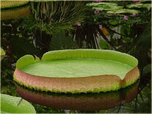 Wiktoria królewska lilia wodna największa! Wiktoria amazońska