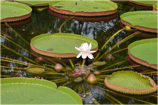 Wiktoria królewska lilia wodna największa! Wiktoria amazońska