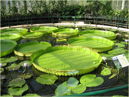 Wiktoria królewska lilia wodna największa! Wiktoria amazońska