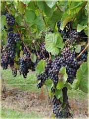 Winogron ciemny idealny na wino! Winorośl
