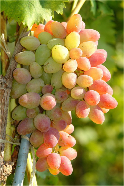 Winogron z rumieńcem