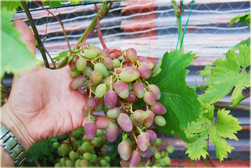 Winogron z rumieńcem