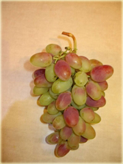 Winogron z rumieńcem
