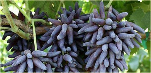 Winogrono fioletowe Palec