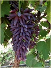 Winogrono fioletowe Palec
