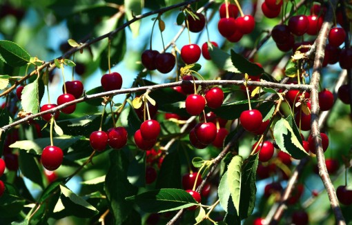 Wiśnia duże owoce, Cerasus