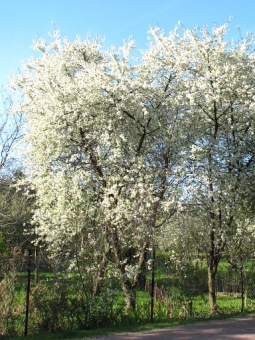 Wiśnia duże owoce, Cerasus