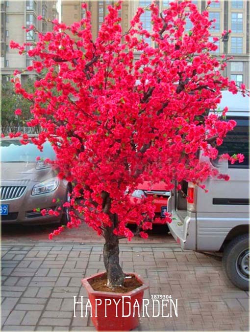 Wiśnia japońska czerwona 