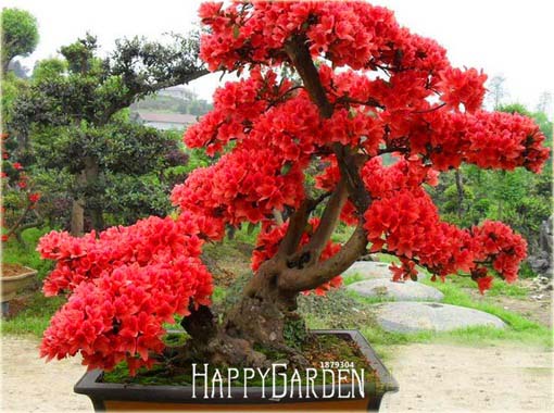 Wiśnia japońska czerwona 