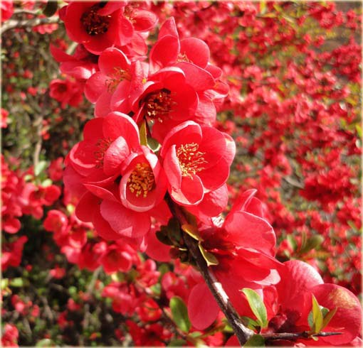 Wiśnia japońska czerwona 