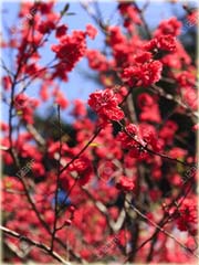 Wiśnia japońska czerwona 
