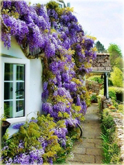 Wisteria, glicynia