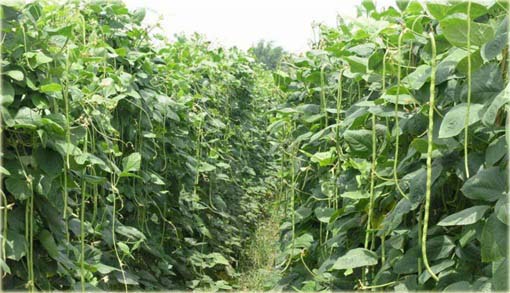 Wspięga Wężowata, Kowpea jadalna