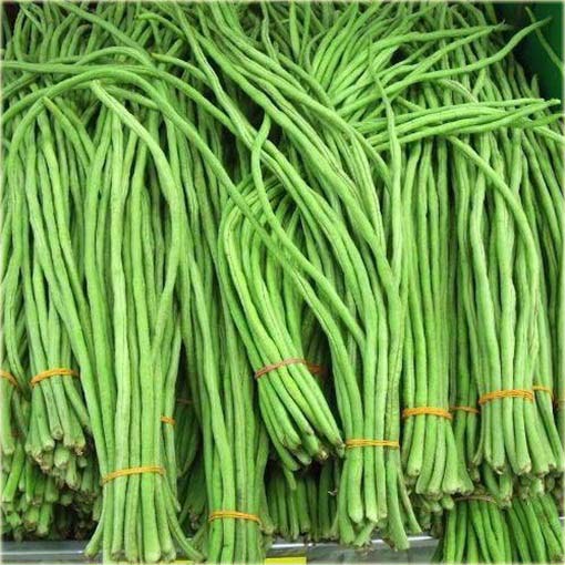 Wspięga Wężowata, Kowpea jadalna