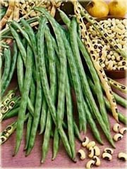 Wspięga Wężowata, Kowpea jadalna