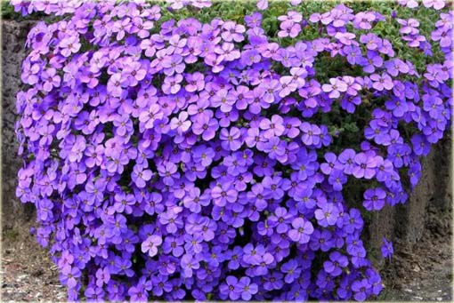 Żagwin Aubrieta pnąca fioletowa Aubrieta