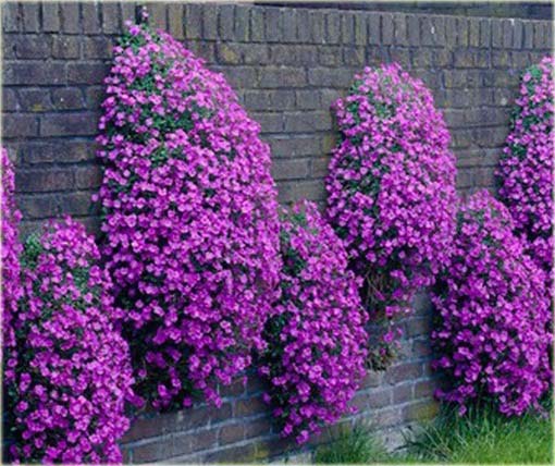 Żagwin Aubrieta pnąca fioletowa Aubrieta