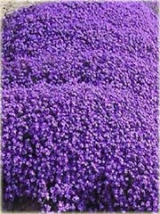 Żagwin Aubrieta pnąca fioletowa Aubrieta
