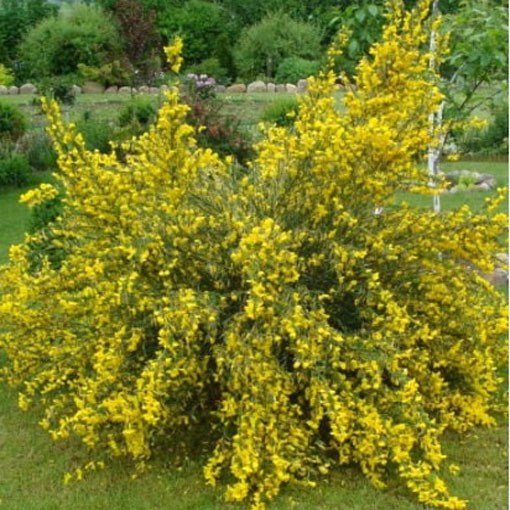 Żarnowiec miotlasty żółty, Szczodrzeniec Cytisus scoparius