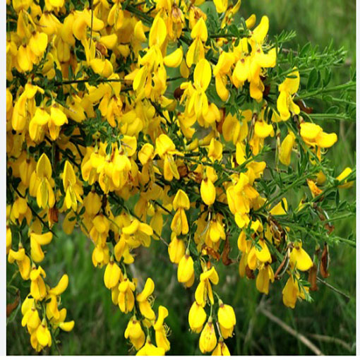 Żarnowiec miotlasty żółty, Szczodrzeniec Cytisus scoparius