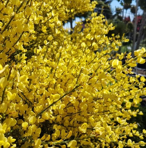 Żarnowiec miotlasty żółty, Szczodrzeniec Cytisus scoparius