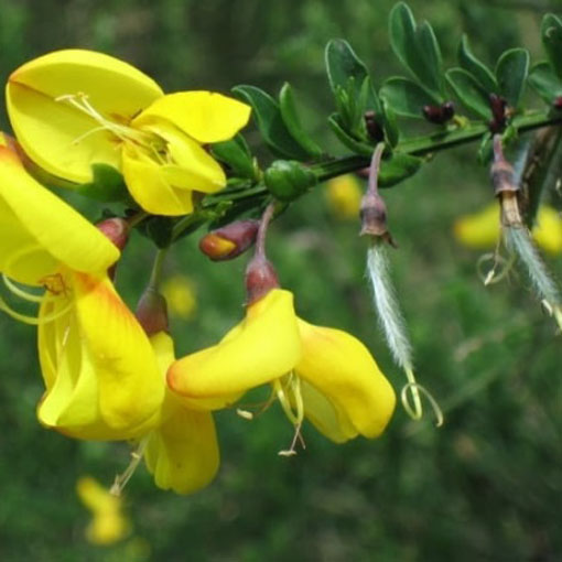 Żarnowiec miotlasty żółty, Szczodrzeniec Cytisus scoparius