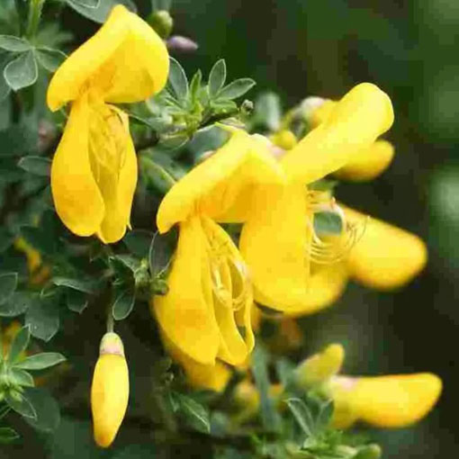 Żarnowiec miotlasty żółty, Szczodrzeniec Cytisus scoparius