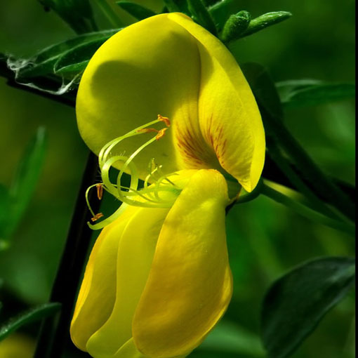 Żarnowiec miotlasty żółty, Szczodrzeniec Cytisus scoparius
