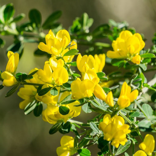 Żarnowiec miotlasty żółty, Szczodrzeniec Cytisus scoparius