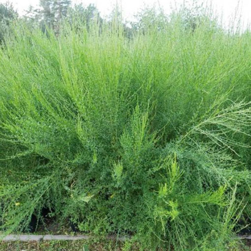 Żarnowiec miotlasty żółty, Szczodrzeniec Cytisus scoparius