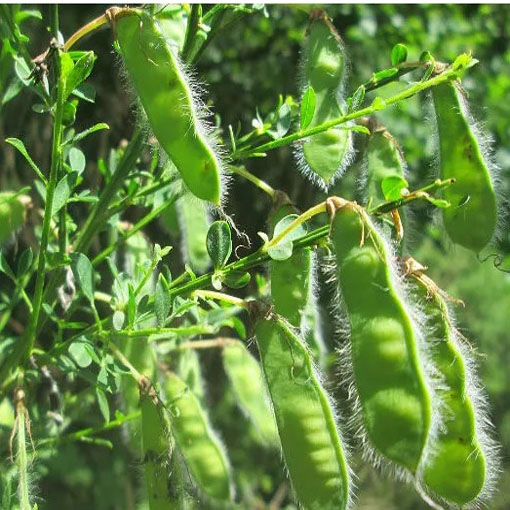Żarnowiec miotlasty żółty, Szczodrzeniec Cytisus scoparius