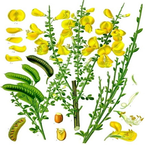 Żarnowiec miotlasty żółty, Szczodrzeniec Cytisus scoparius