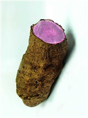 Żeń-szeń korzeń warzywo lecznicze