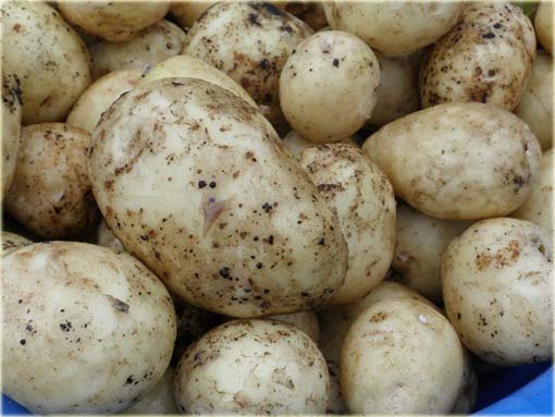 Ziemniaki białe sałatkowe