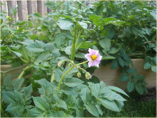 Ziemniaki białe sałatkowe