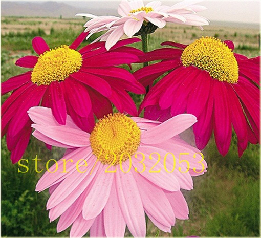 Złocień dalmatyński czerwono-różowy