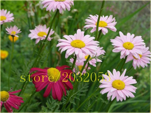 Złocień dalmatyński czerwono-różowy