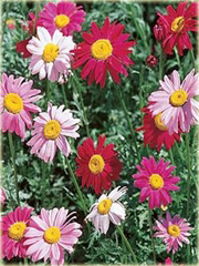 Złocień dalmatyński czerwono-różowy
