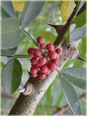 Żółtodrzew chiński krzew Xanthoxylum
