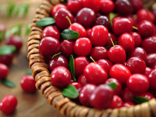 Żurawina wielkoowocowa, Vaccinium macrocarpon, Ericaceae