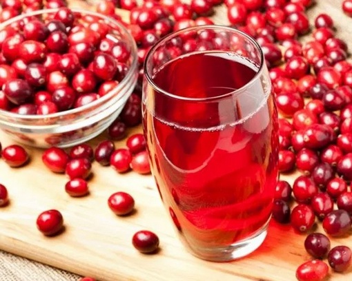 Żurawina wielkoowocowa, Vaccinium macrocarpon, Ericaceae