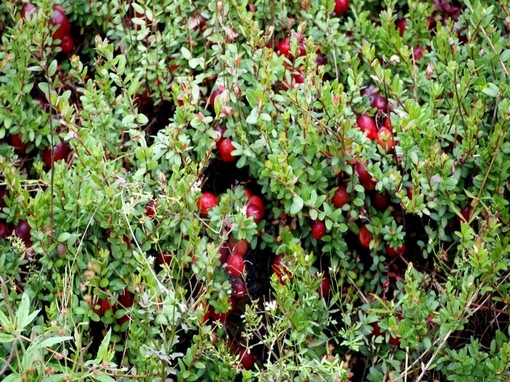 Żurawina wielkoowocowa, Vaccinium macrocarpon, Ericaceae