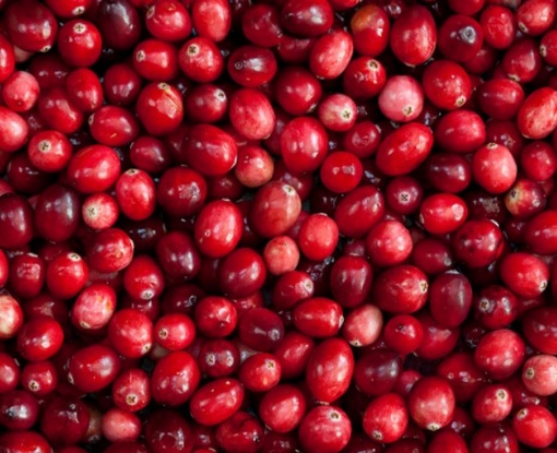 Żurawina wielkoowocowa, Vaccinium macrocarpon, Ericaceae