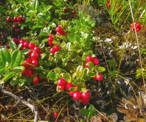 Żurawina wielkoowocowa, Vaccinium macrocarpon, Ericaceae