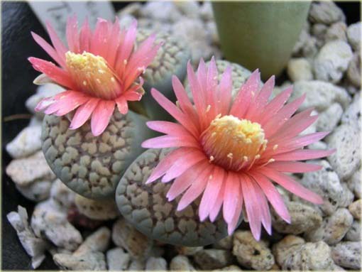 Żywe kamienie różowy kwiat Lithops pseudotruncatella
