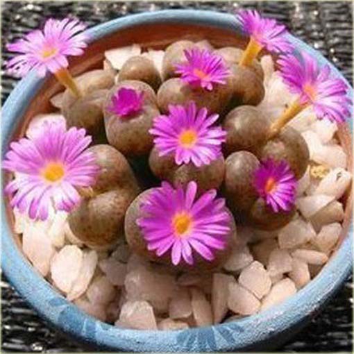 Żywe kamienie różowy kwiat Lithops pseudotruncatella