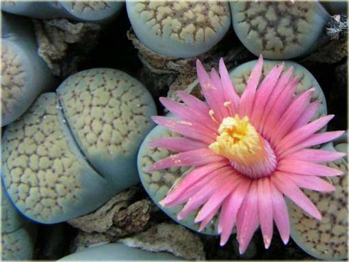 Żywe kamienie różowy kwiat Lithops pseudotruncatella