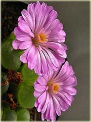 Żywe kamienie różowy kwiat Lithops pseudotruncatella
