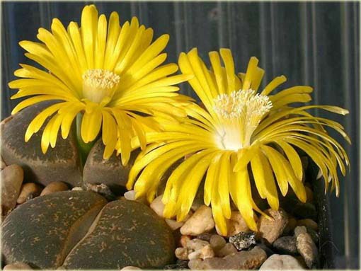 Żywe kamienie żółty kwiat Lithops pseudotruncatella